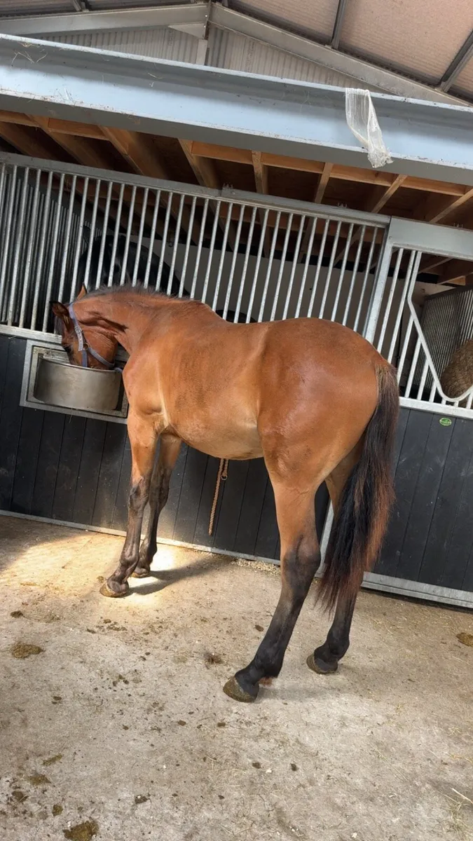 Draught x Cob gelding
