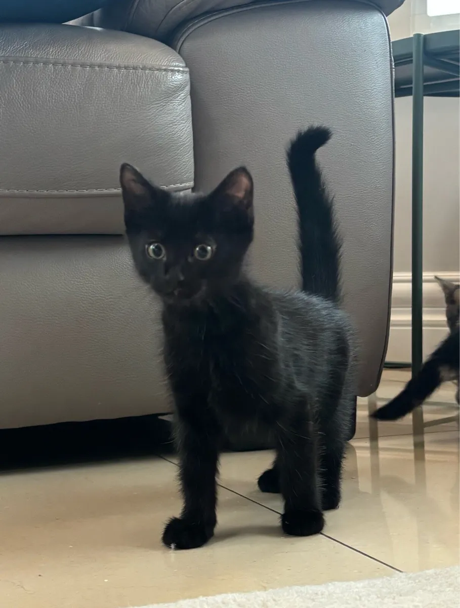 Last two Kittens *can deliver*