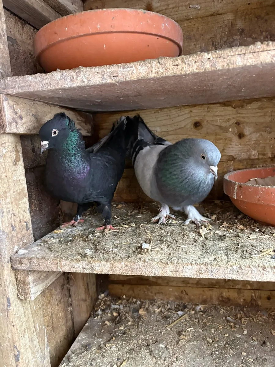 Turkish Pigeons’s