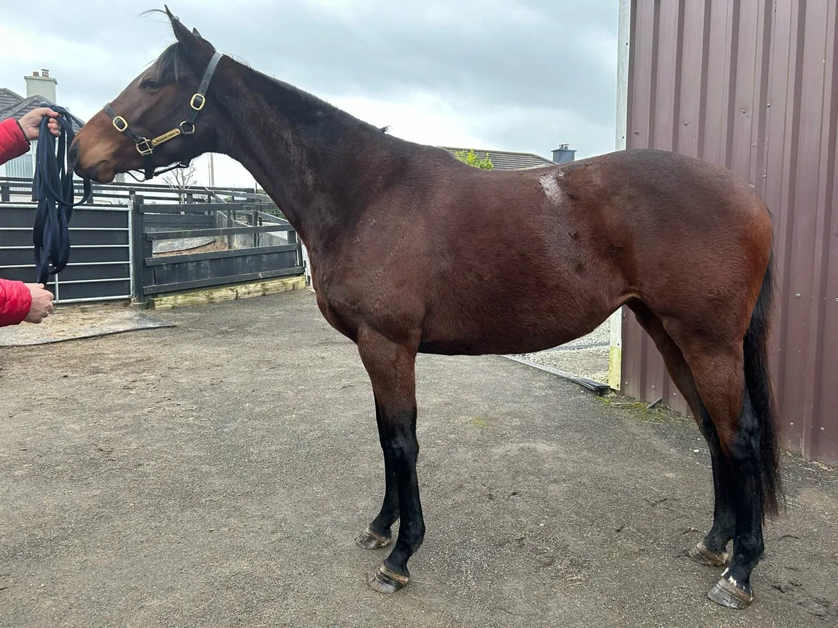 Maxios National Hunt 3 year old filly for sale