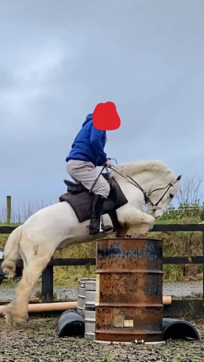 12.2 gelding 5yrs