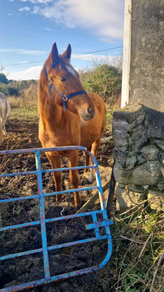 Rising 2 sports filly
