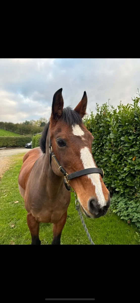 15hh Allrounder Mare