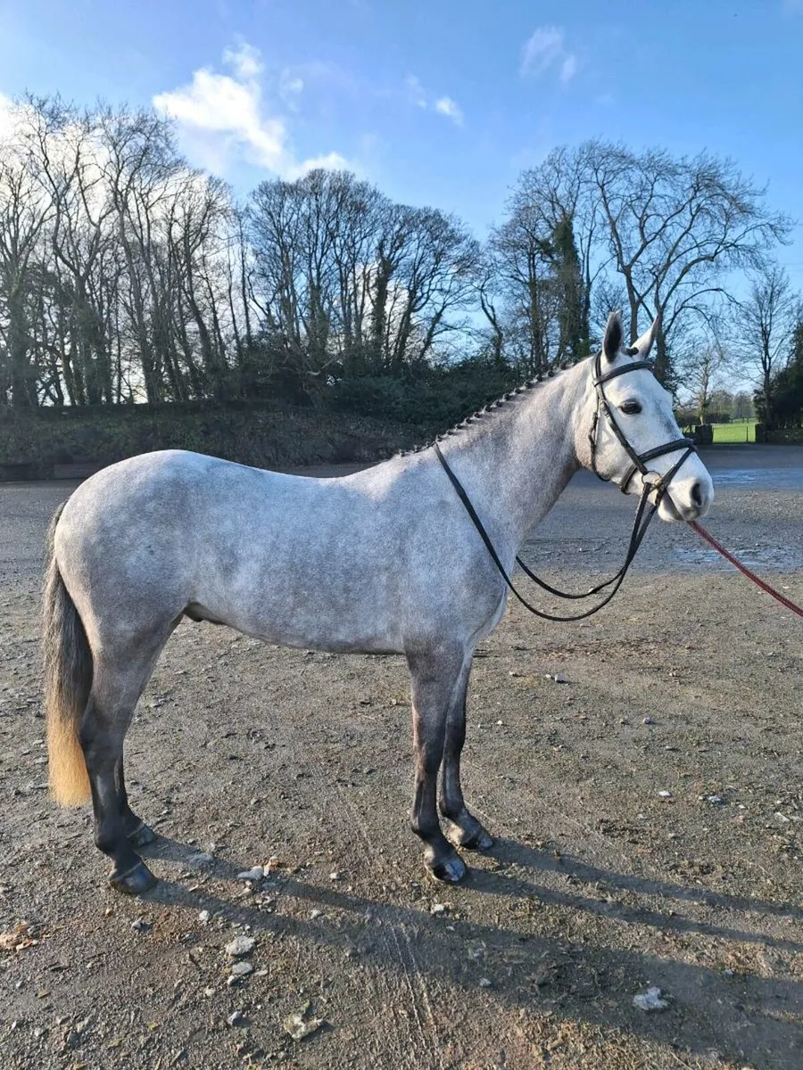 Eye catching 4yo gelding