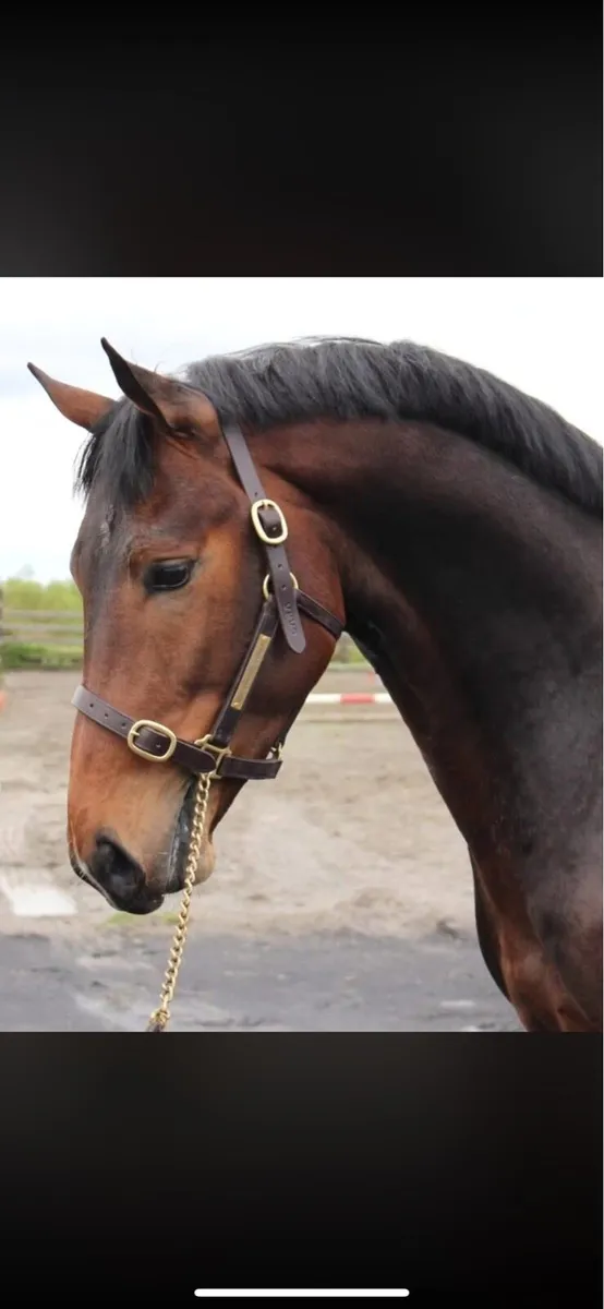 Yearlings and 5 year old