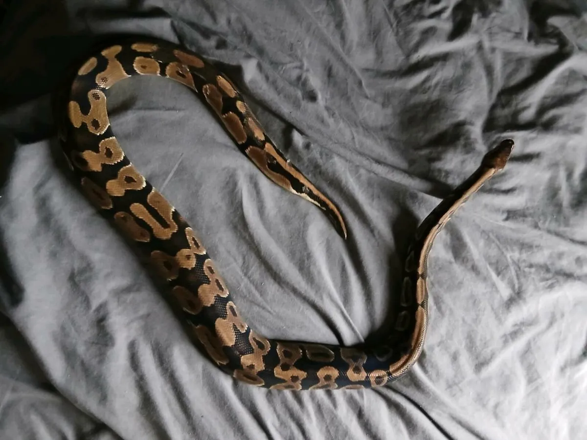 Ball python