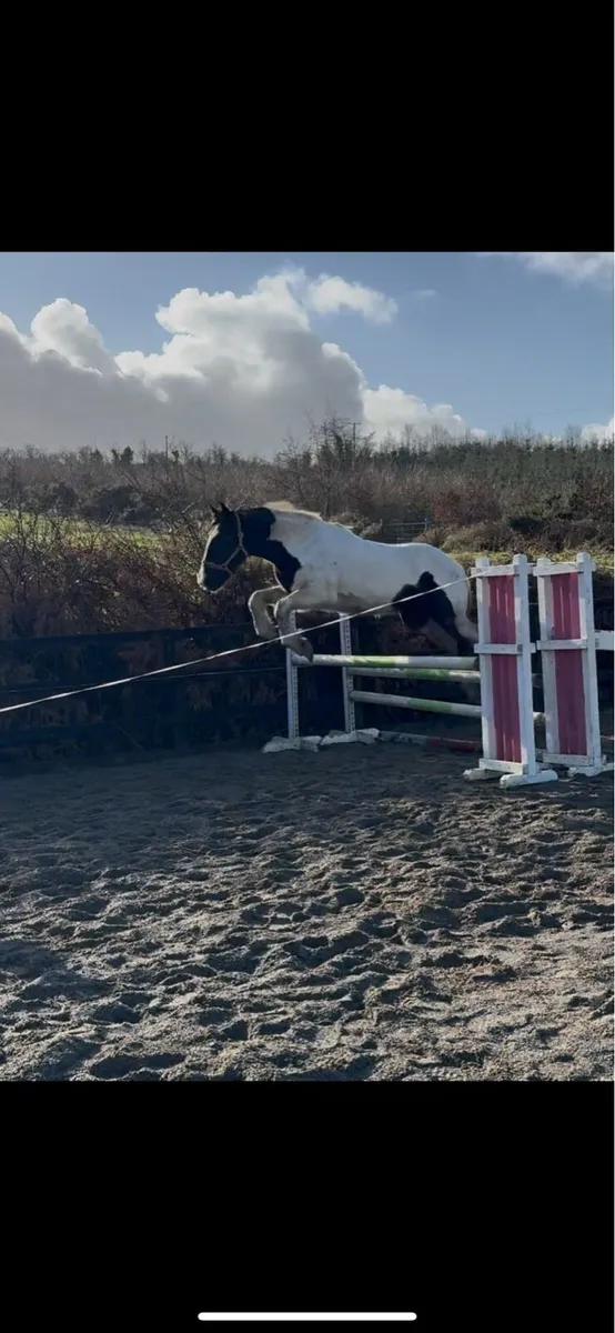 Smashing 3 year old filly