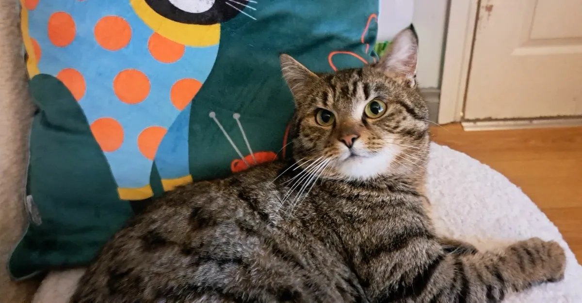 For Adoption All Vet Work inc in price