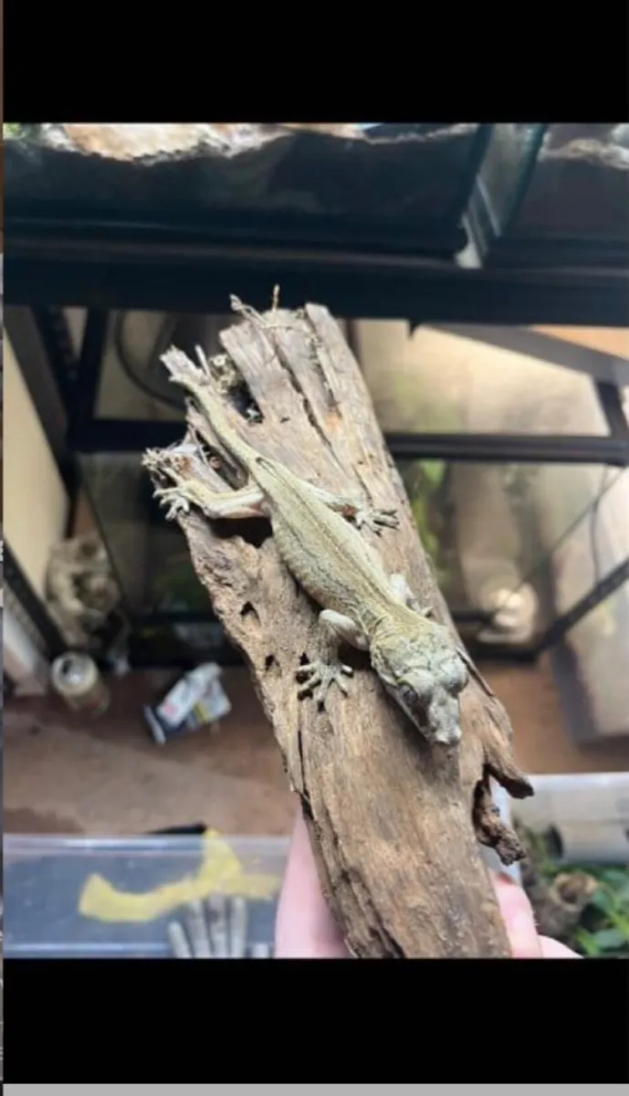 Captive bred gargoyle gecko