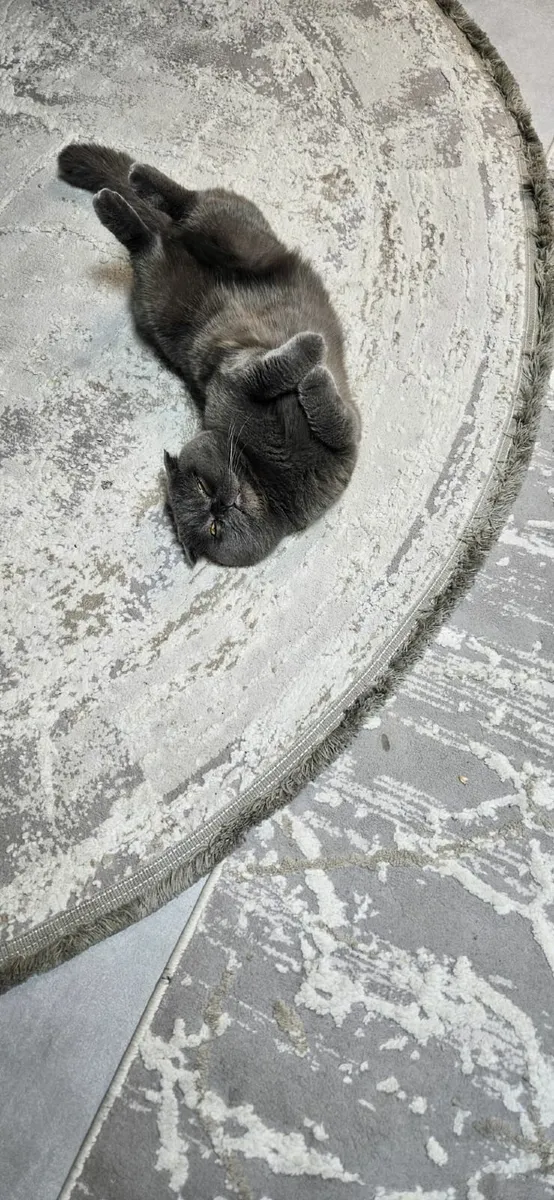 Cat🐈 Scottish fold