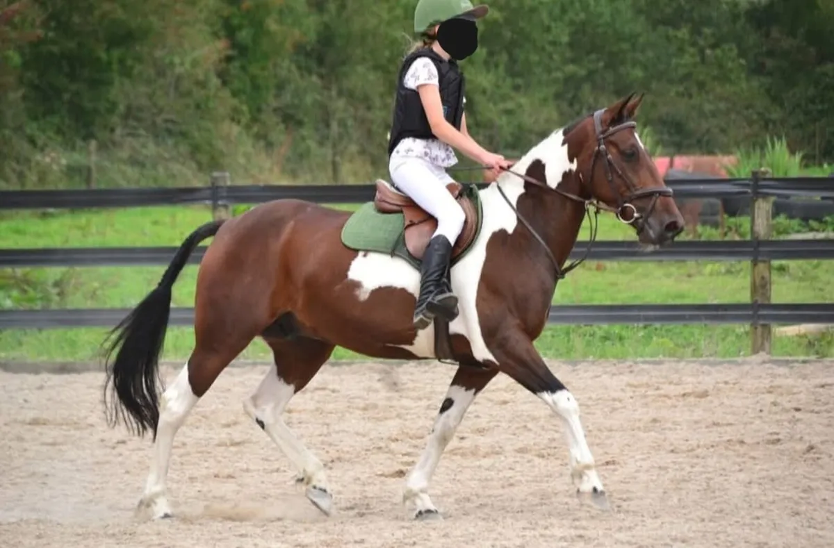 Fabulous 14.2 gelding 5 yrs old.