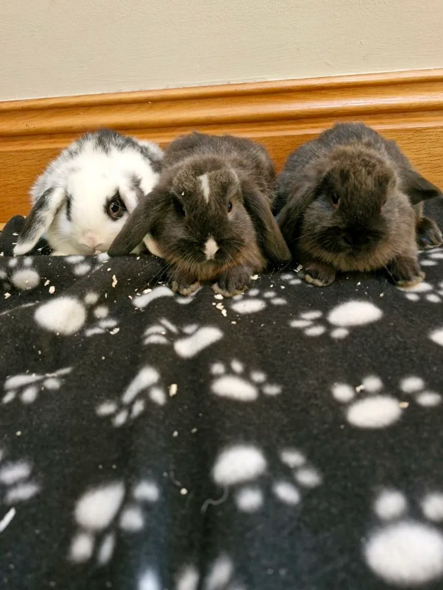 Purebred Mini Lops Rabbits