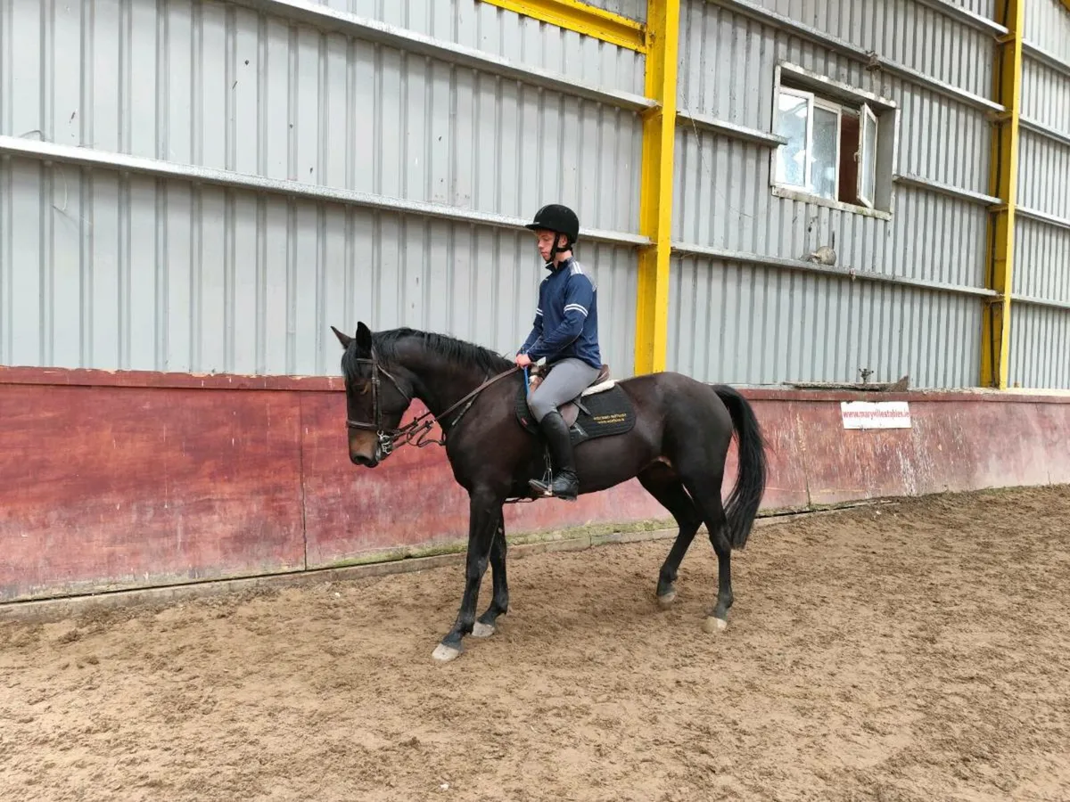 148cms 8 year old mare