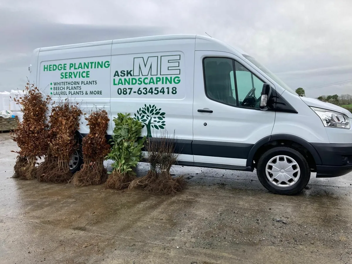 Beech hedging for sale 🌳