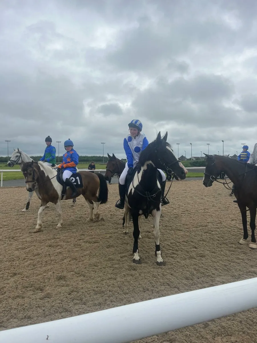 Lovely Pony Club/Riding Club allrounder