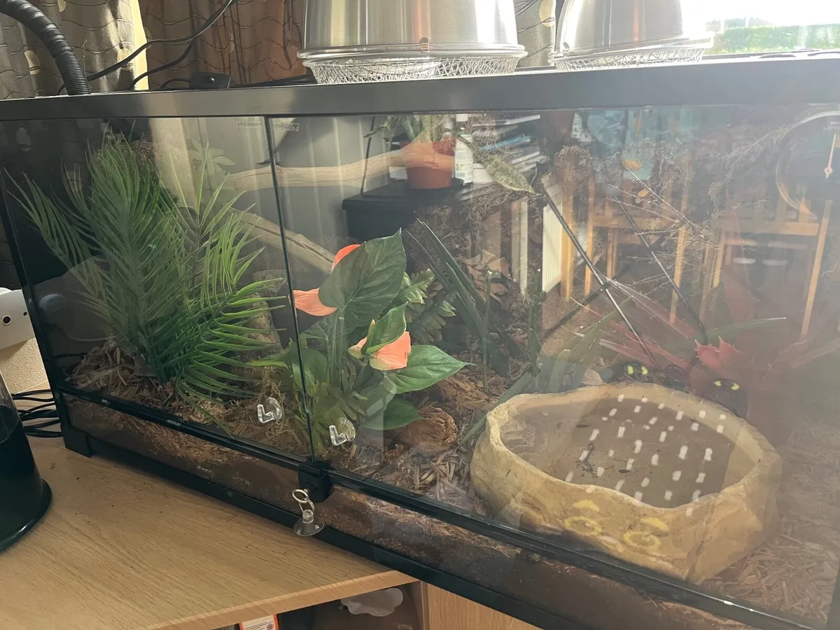 Vivarium reptile tank