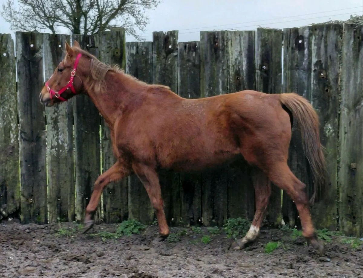 Tb mare in foal to palomino cob