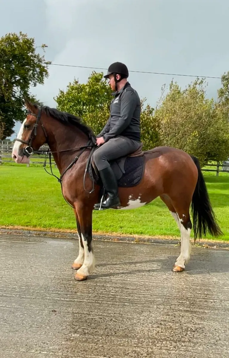 🇮🇪 Bay Mare 🇮🇪 15.3hh 4 year old