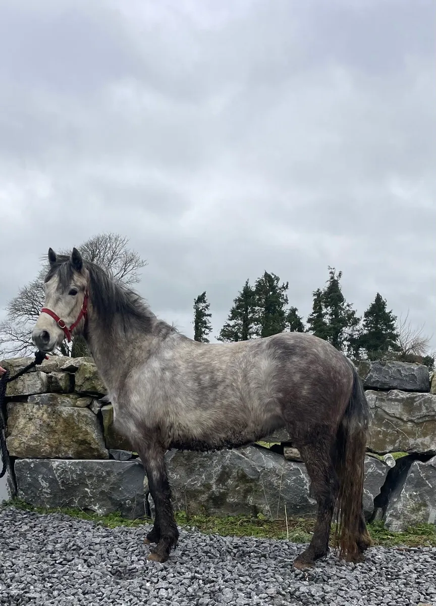 4 year old Connemara Filly