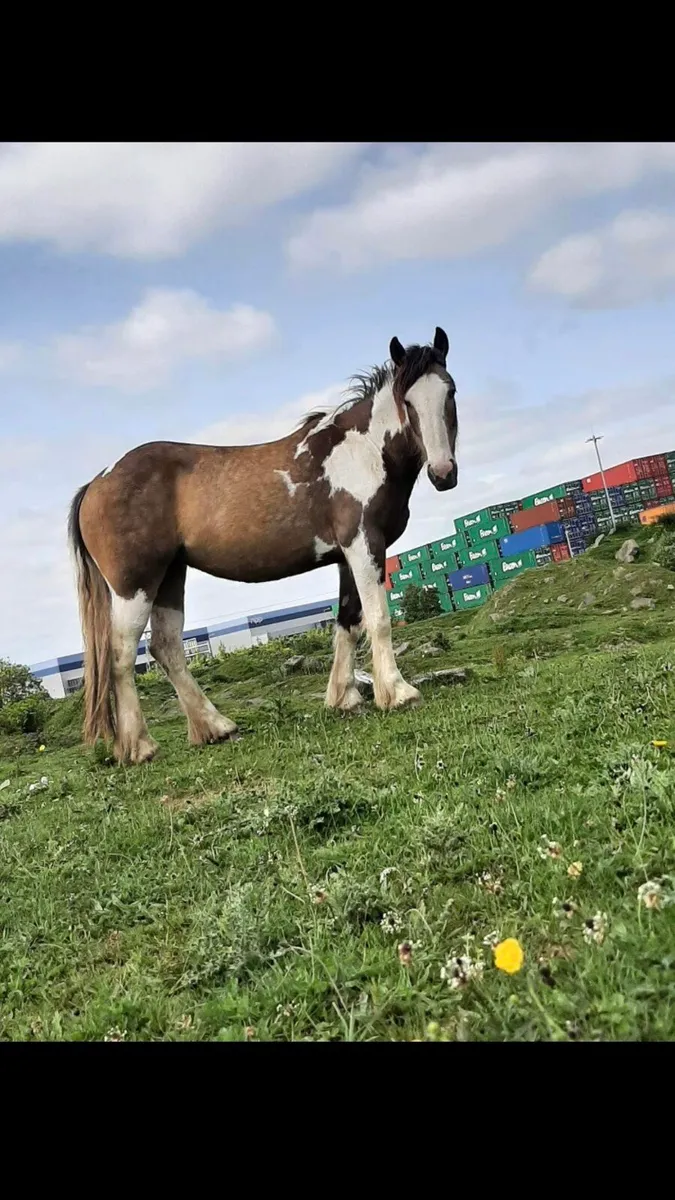 ☘️Irish draught X Cob Mare 15.2