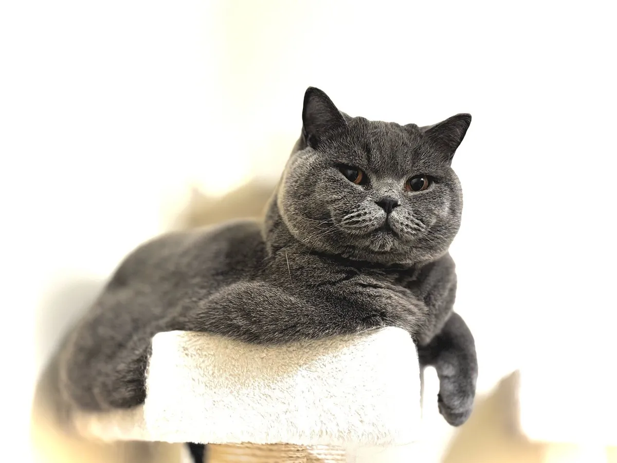 British shorthair