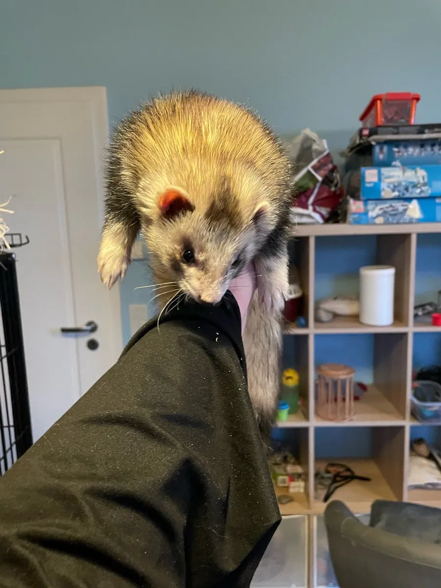 need gone asap ferrets brothers