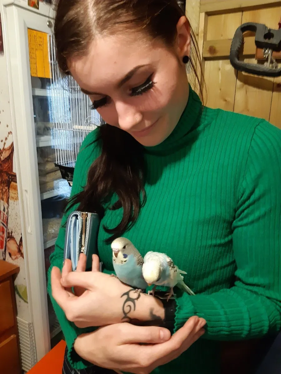 Budgies ,cockatails ,conures hand reared ,