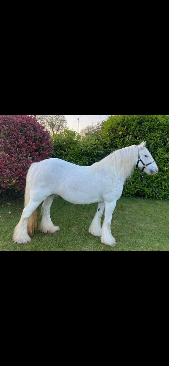 Irish cob mare BOMBPROOF