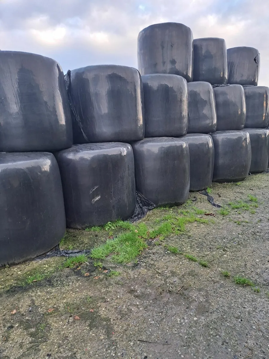 Haylage Silage Hay for sale