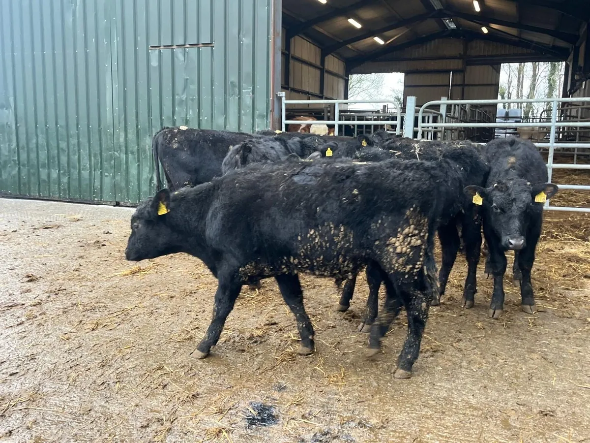 6 super Angus yearling bullocks