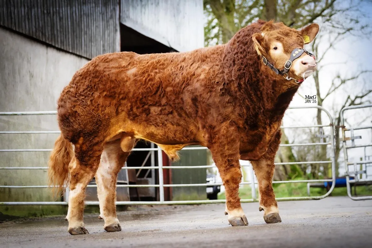 Quality limousin bull