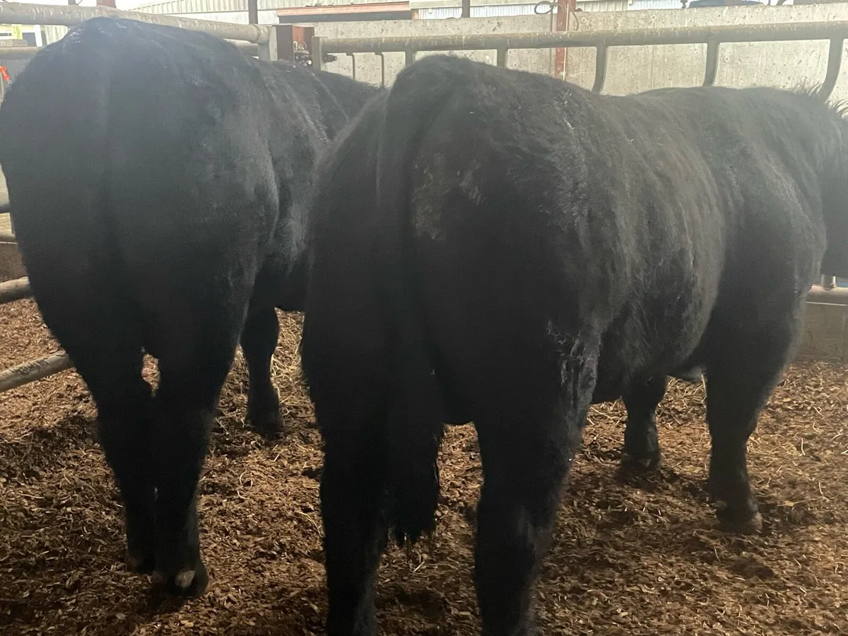 Selection of Angus bulls