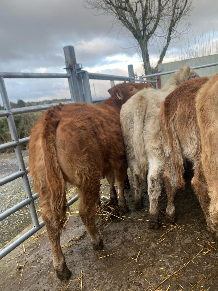 10 super charlaois and limousine heifer weanlings