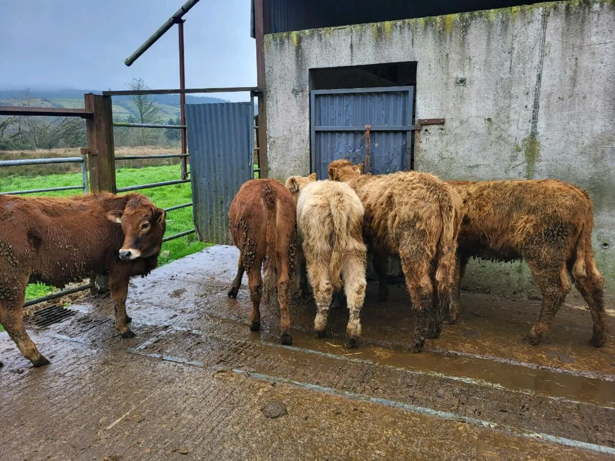 5 heifers