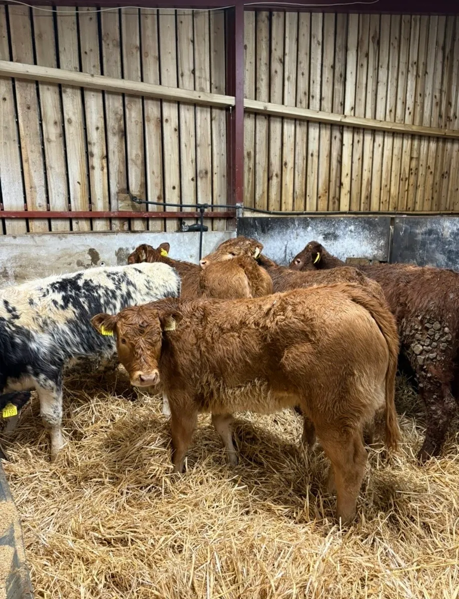 5 super 230kg suckler bred heifers for sale