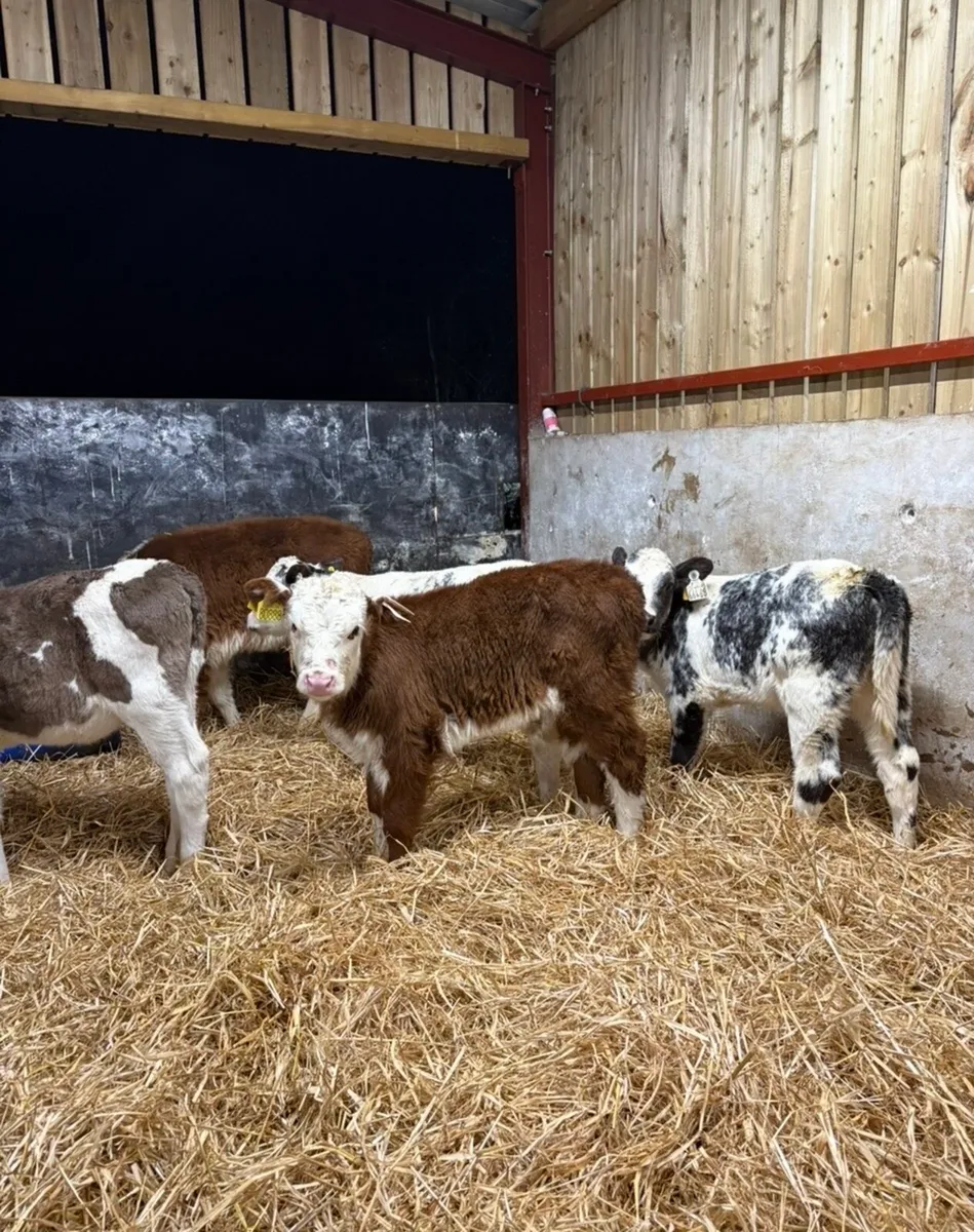 5 super well reared 6-8 week old heifer calves