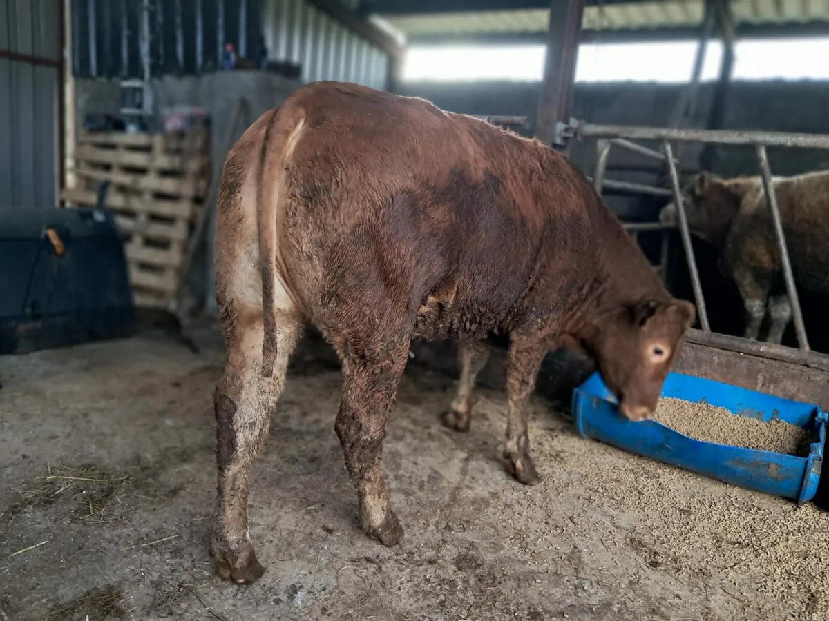 Super breeding limousin heifer 5 🌟