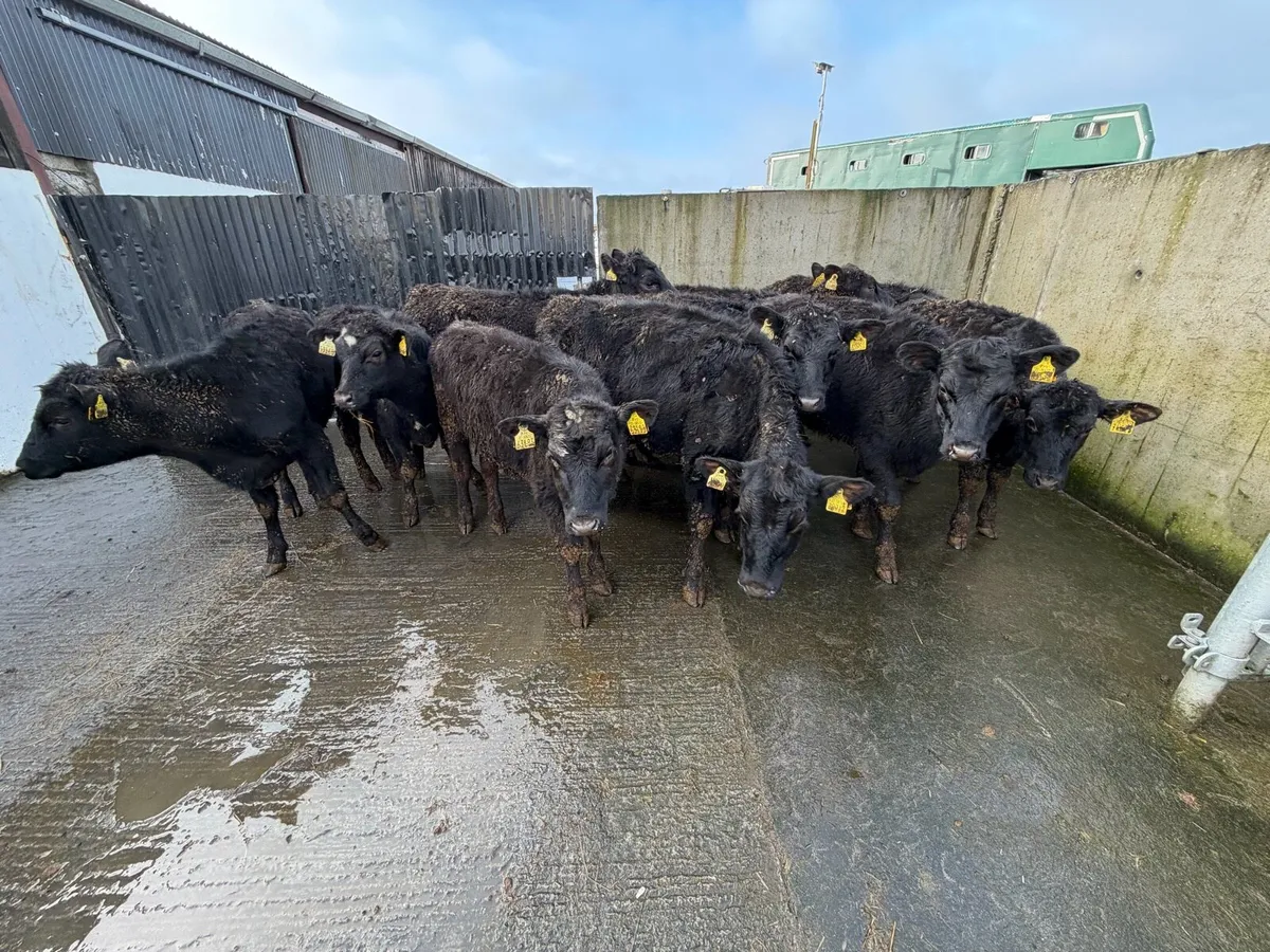 11 Super Angus Heifer Weanling for sale