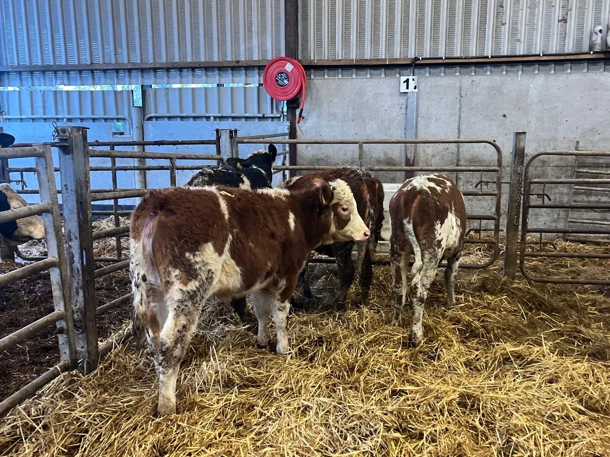 5 super Simmental weanling heifers