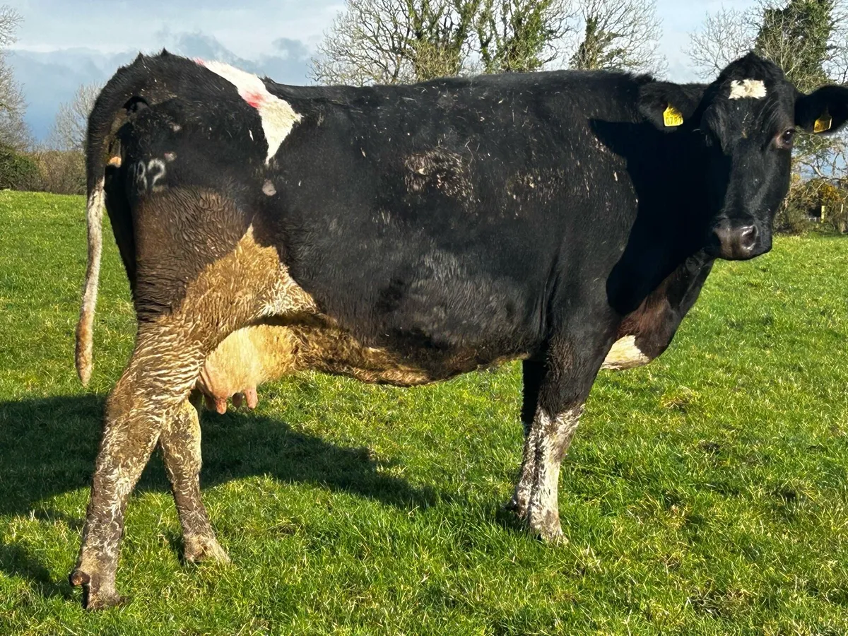 In-Calf Freisan Cow To A.I Bull Due 21st February