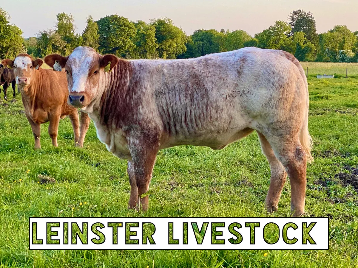 SMASHING HEIFERS 250kg up to 400kg