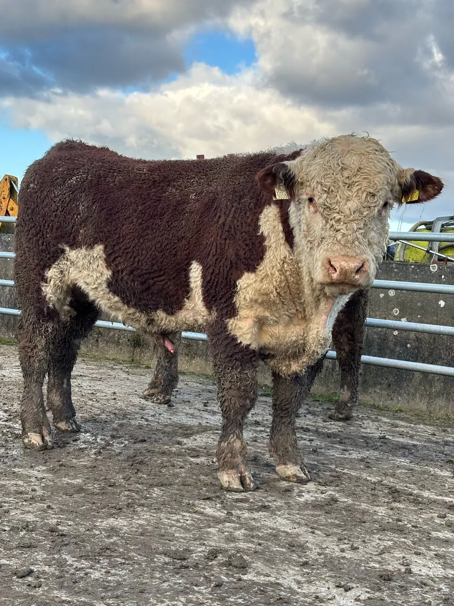 Hereford bulls