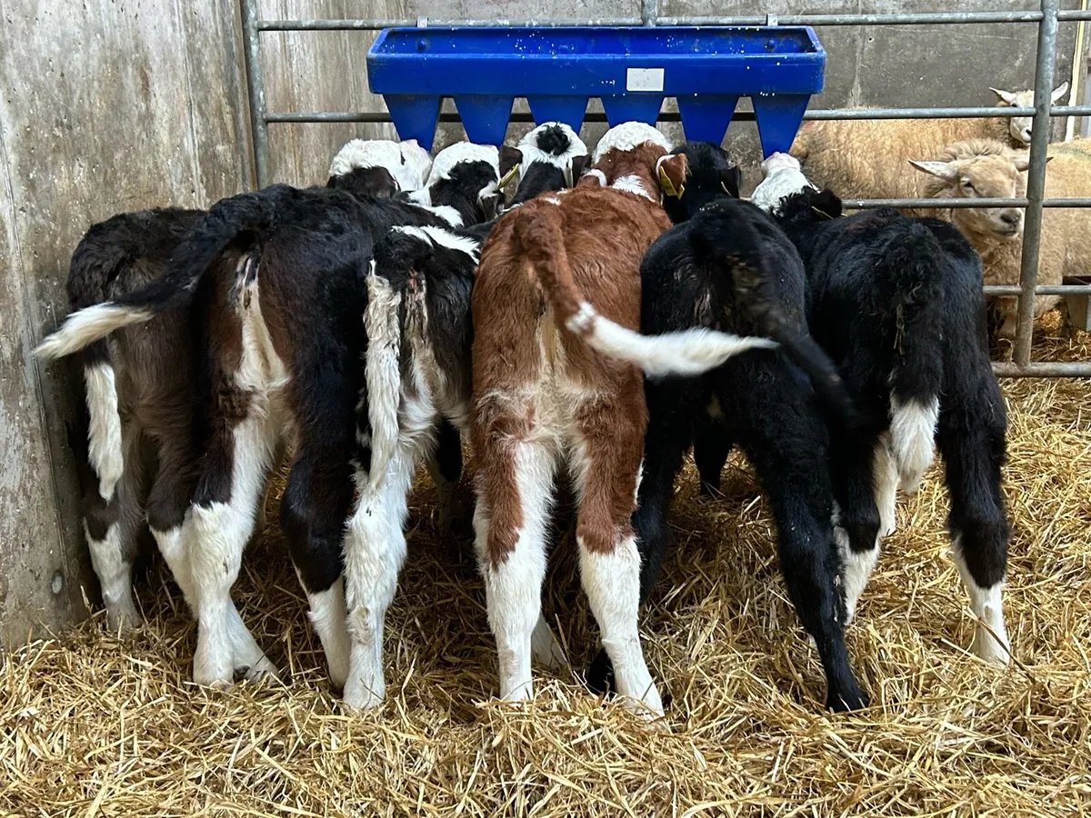 Quality Heifer Sucks