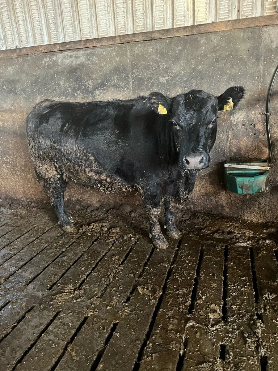 Pbr Angus Cow in calf to male sex semen