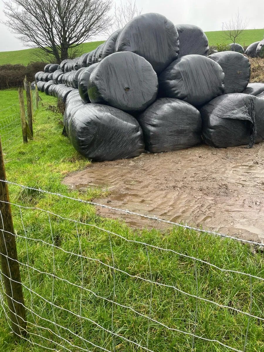 Silage bales for sale