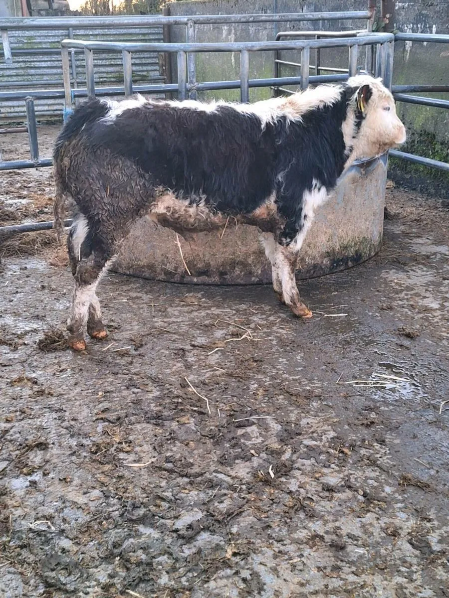 Ballinasloe Mart 14th Feb