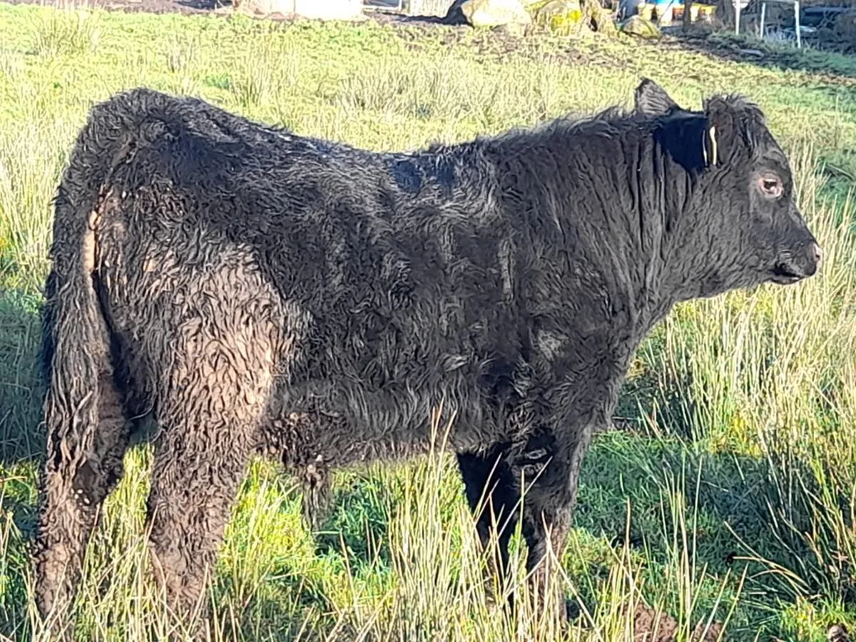 AAX Bull Weanling