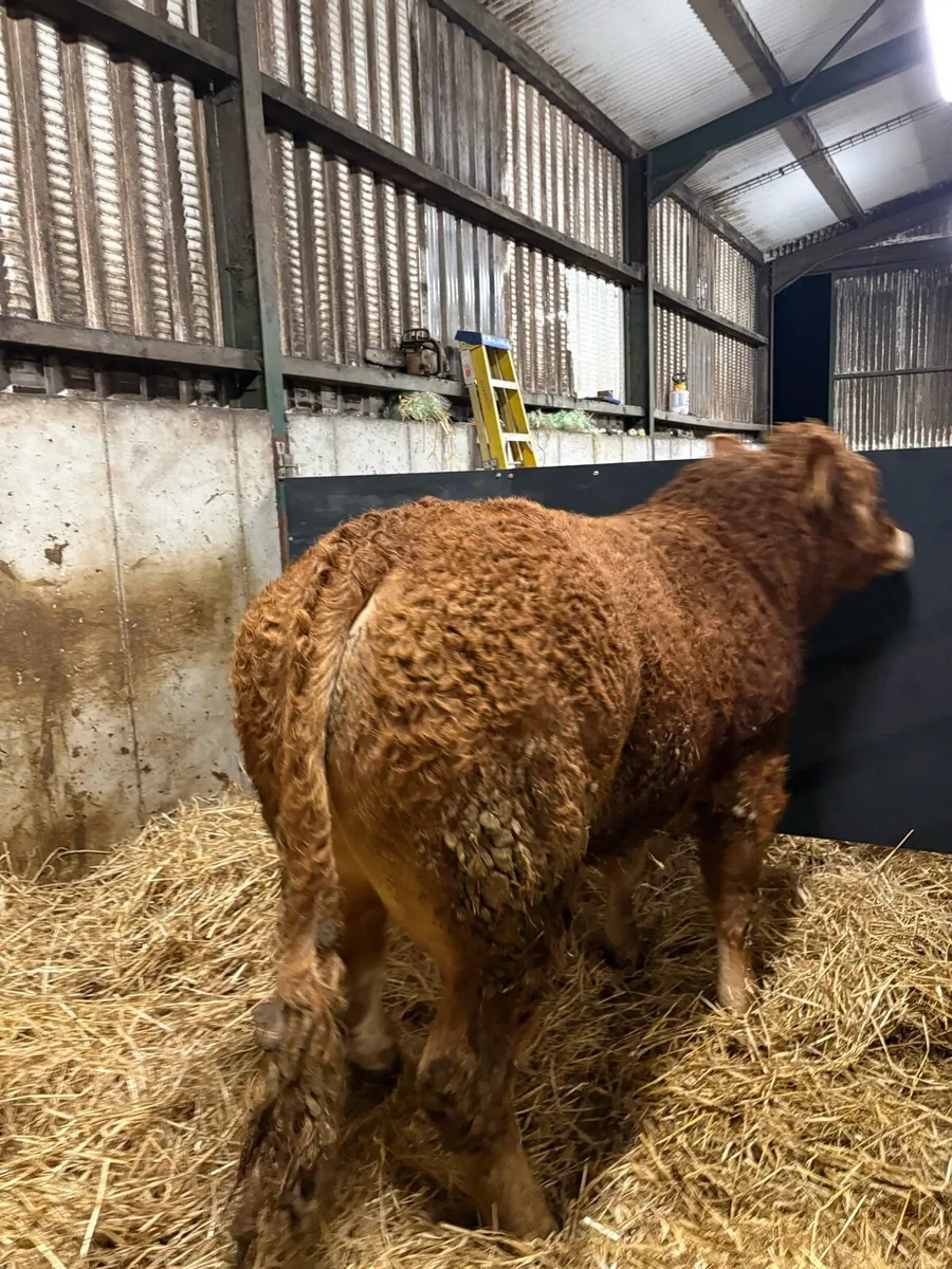3 Pedigree limousin bulls