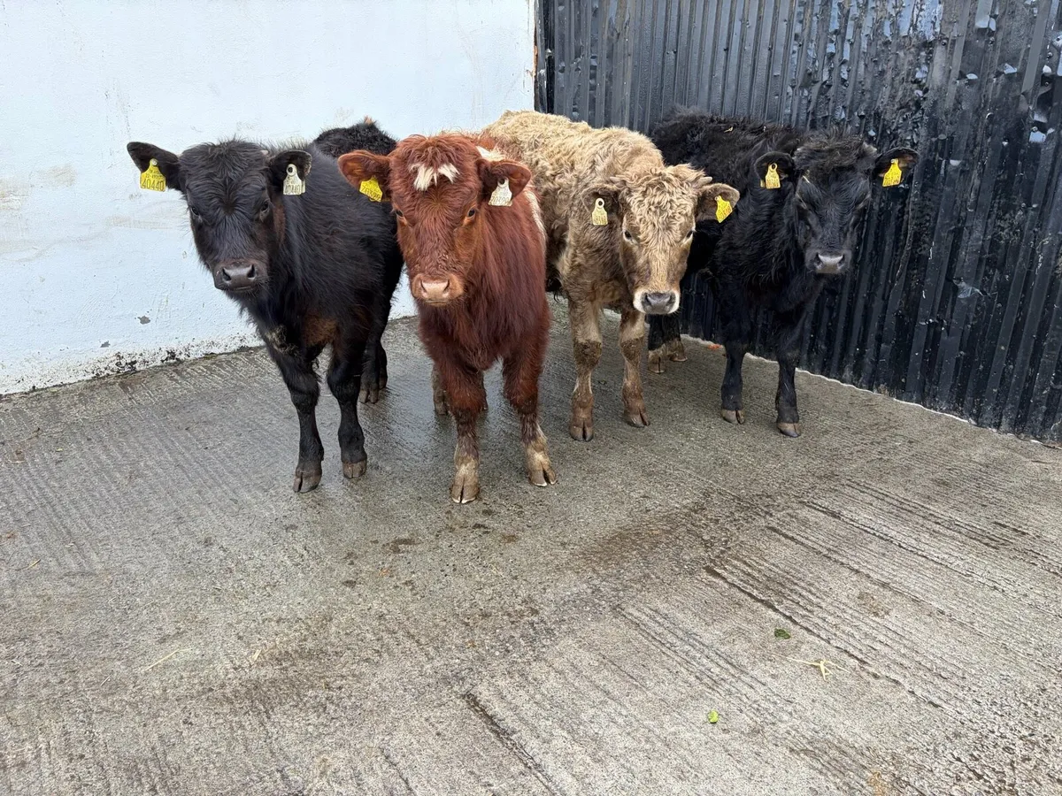 4 230 kilo suckler breed continental bullweanlings