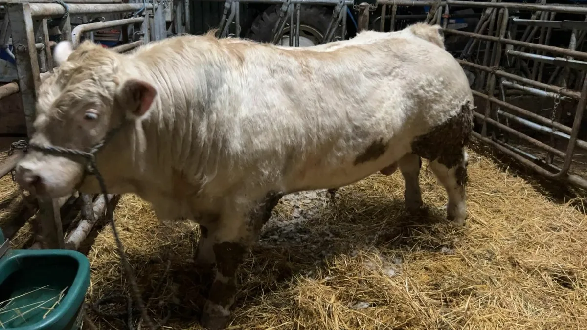 Charolais Bulls / Heifers